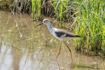 The black winged stilt walks in the water of an Italian lake