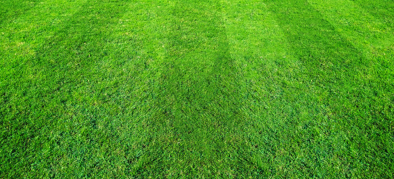 Green grass field pattern background for soccer and football sports. Green lawn texture background.