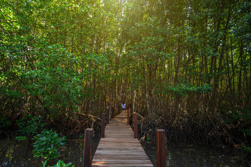 bridge wooden walking way in The forest mangrove in Chanthaburi Thailand.