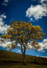Fototapeta na wymiar The yellow ipées are large trees typical of the Brazilian cerrado. It stands out for having the flowering in winter, being colored whenever everything around it is dry or colorless.