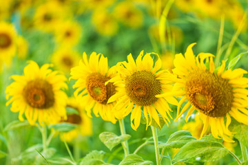 Obraz premium close-up view of sunflower fields green grass background.