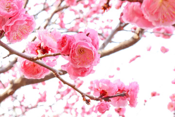 ピンクの梅の花