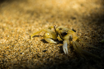 Crab dead in the sand of a beach in Bahia, Brazil