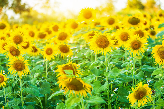 close-up view of sunflower fields green grass background.