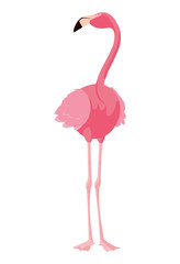 elegant flamingo bird icon