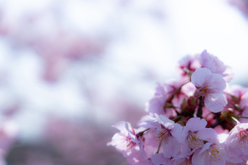 Fototapeta premium 春の桜