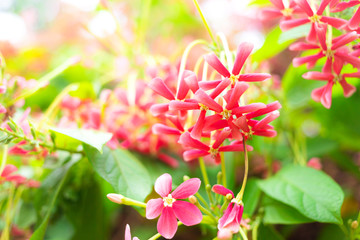 Beautiful pink Rangoon creeper flowers in park