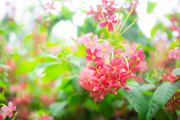 Beautiful pink Rangoon creeper flowers in park