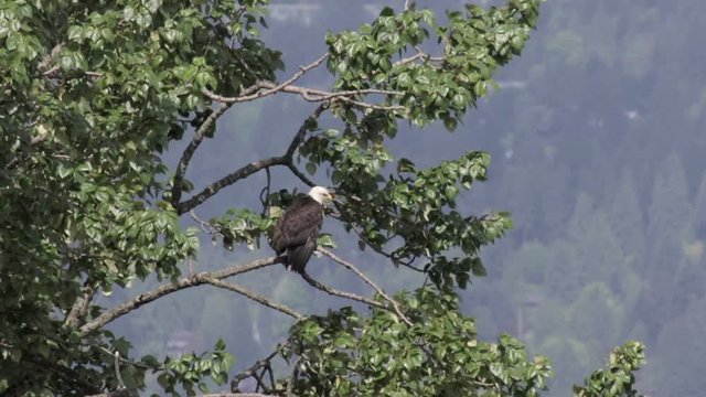 Bald Eagle on Tree with Canada flag