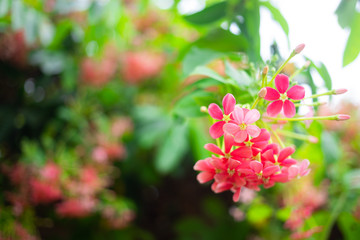 Beautiful pink Rangoon creeper flowers in park