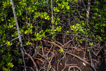 Fototapeta premium Mangrove trees forest,in Chanthaburi Thailand.