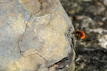 Not a bee, Bee gadfly (Bombyliidae)