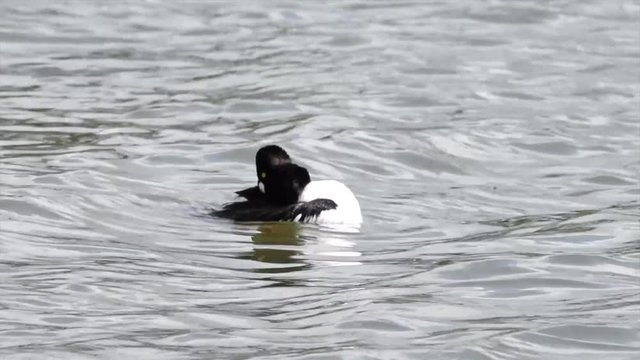 HD video of common goldeneye male duck swimming and preening. An aggressive and territorial duck found in the lakes and rivers of boreal forests across Canada and the northern U.S.