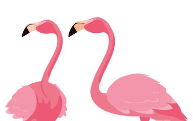 elegant flamingo birds couple