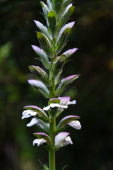 Flowers in Melbourne Royal Botanic garden