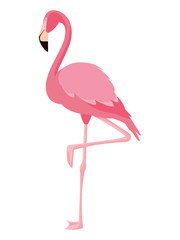 elegant flamingo bird icon
