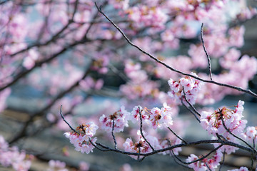 春の桜