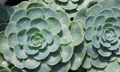 Closeup of green crassula plant, succulent plant in botanic garden under sunlight.