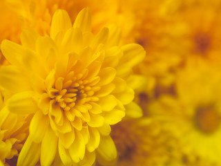 Close up of Chrysanthemum flower for wallpaper background design.