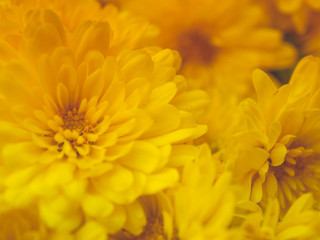 Close up of Chrysanthemum flower for wallpaper background design.