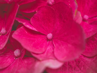 Hydrangea flower background,with red color for wallpaper decoration