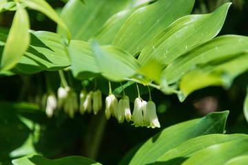 Obraz premium Flowers in Melbourne Royal Botanic garden
