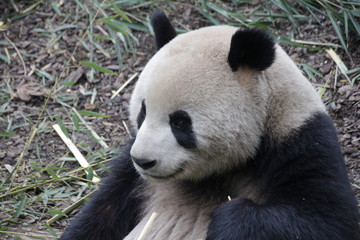 Close up Fluffy Cheek of Giant Panda