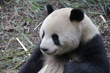 Fototapeta premium Close up Fluffy Cheek of Giant Panda