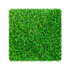 Green grass. Natural texture background. Fresh spring green grass. isolated on white background.