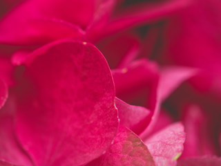 Hydrangea flower background,with red color for wallpaper decoration