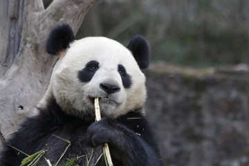 Close up Panda Eats Bamboo Leaves, China