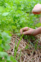 Planting seedlings in bed in the domestic garden at summer day. outdoors. Gardening activity with little family.