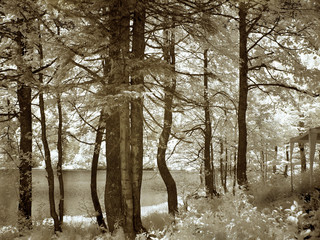 Amazing views of trees in the forests of Turkeys Mountains
