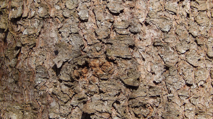 Bark texture. Spruce.