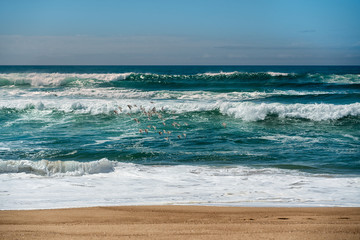 Sea and flock of plover birds, blue sky in background