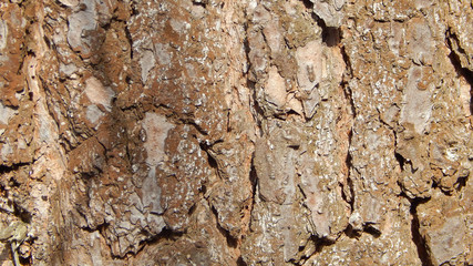 Bark texture. Pine