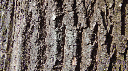 Bark texture. Oak.