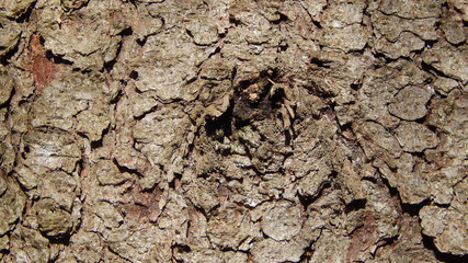 Bark texture. Spruce.