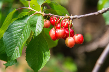 Cherries in tree