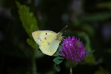 butterfly on a flower