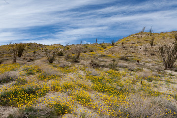 Desert landscape with blooming wild flowers in Anza Borrego Desert State Park, California