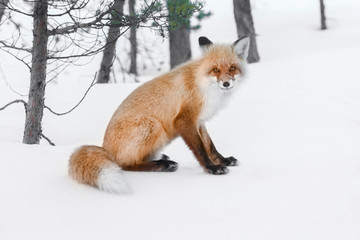 red emotion fox in russian winter forest