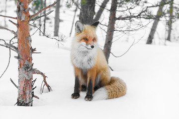 Obraz premium red emotion fox in russian winter forest