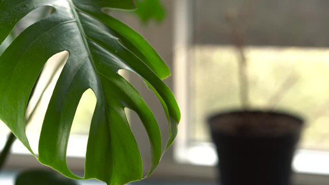 Dead, old plant refocuses to a big, healthy plant 4K