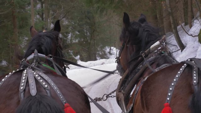 Close shot of two cart horses rumps pulling a sleigh on a snow in a forest. Aurs point of view
