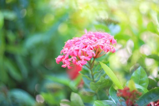Beautiful flora Ixora blooming "Ixora chinensis" .Rubiaceae,Ixora and coccinea flower in the garden.selective focus.