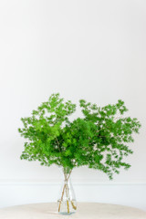 Tree vases for decoration on a white background