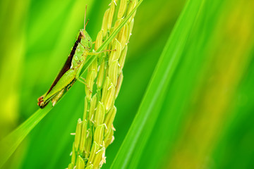 Macro view of rice grasshopper lives on the rice background, selective focus.