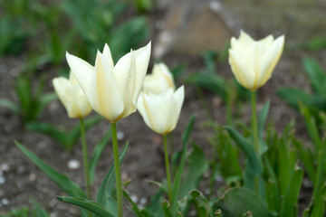 Blooming tulips in the garden