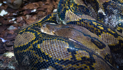 Obraz premium Dorosły pyton siatkowaty (Python reticulatus), jeden z największych węży na świecie, zwinięty i śpiący.